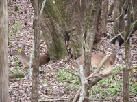 Napping Deer